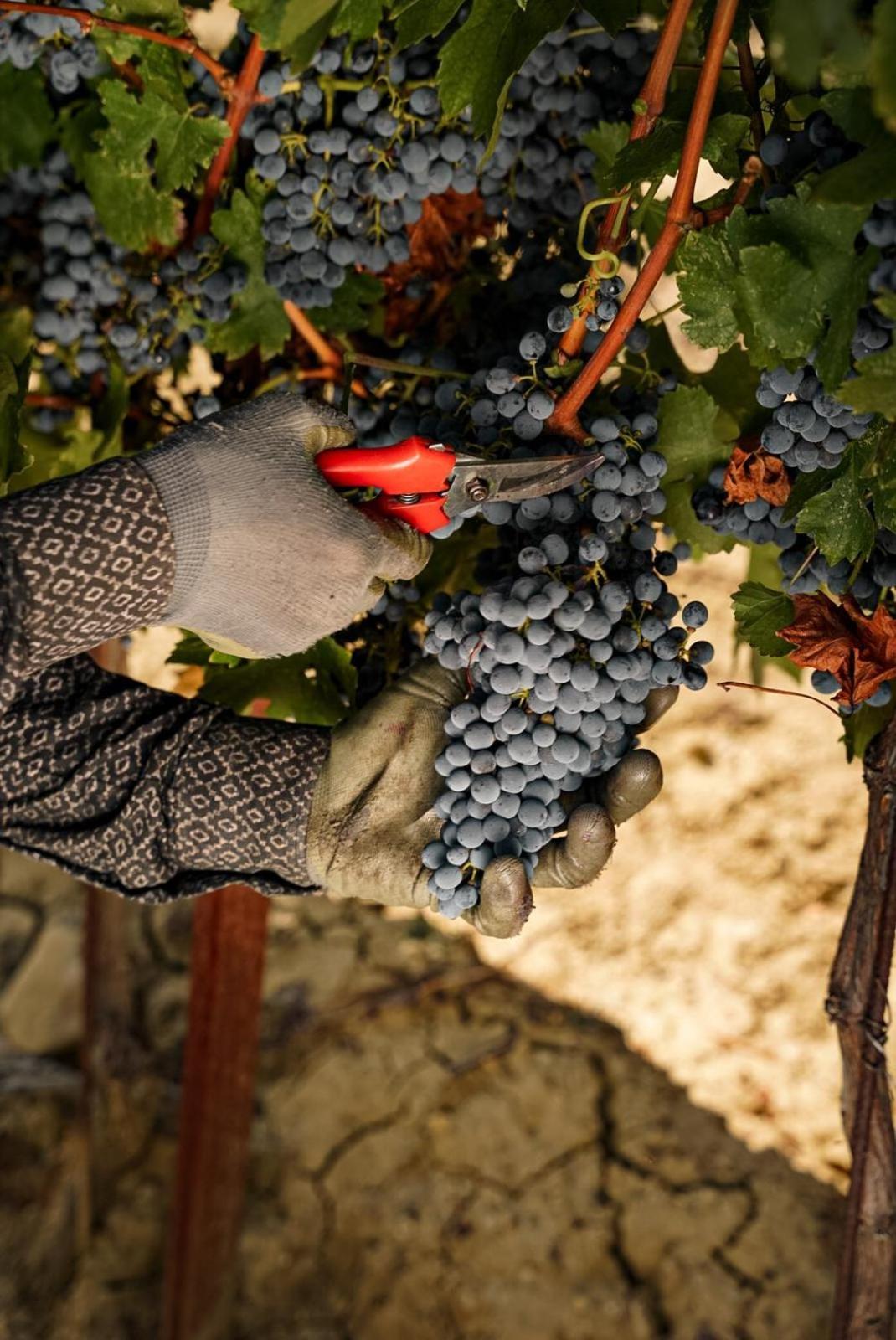 Wine Residence Cattunar Brtonigla Dış mekan fotoğraf