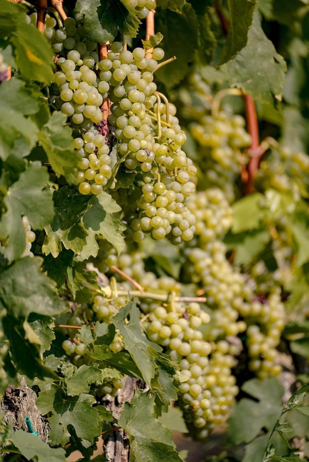 Wine Residence Cattunar Brtonigla Dış mekan fotoğraf